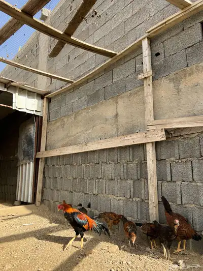 دجاج باكستاني 4
