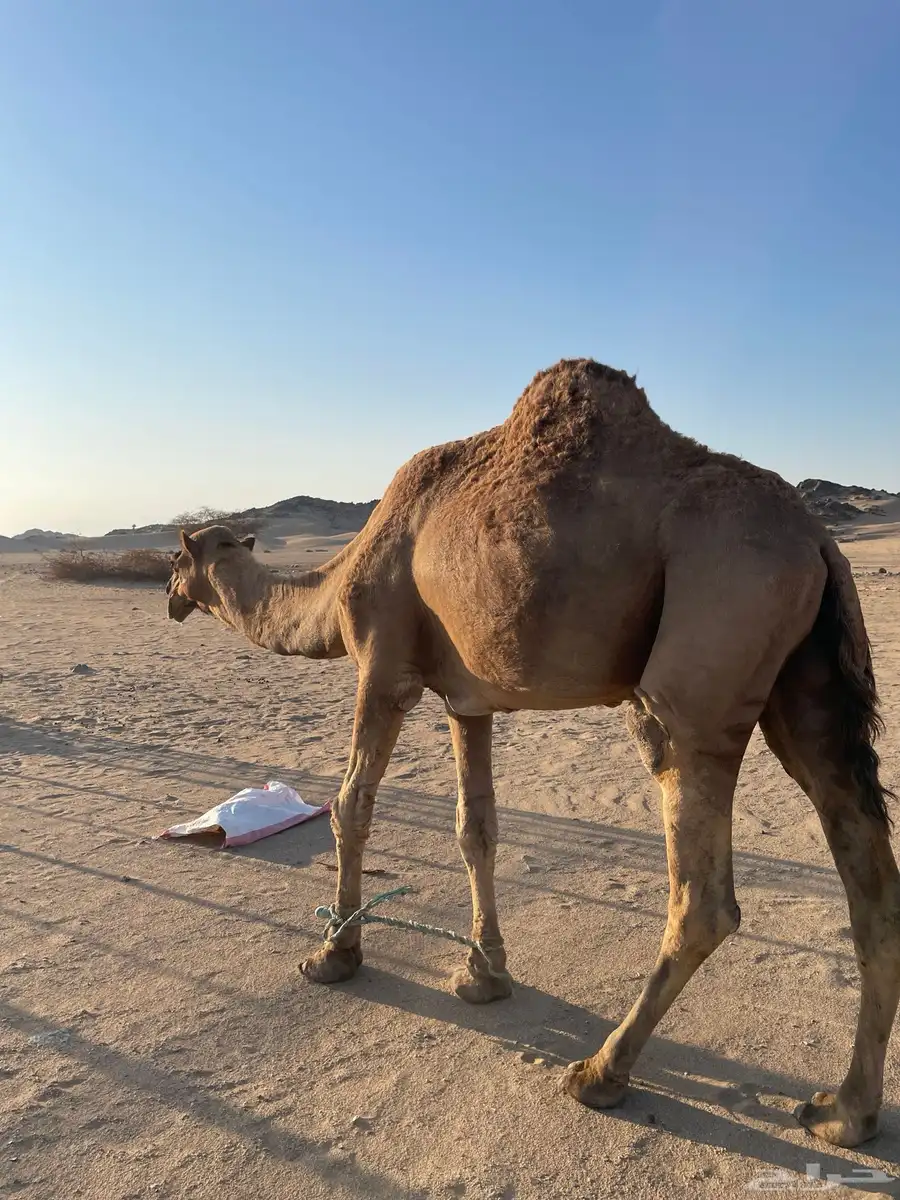 جمل احمر للبيع index