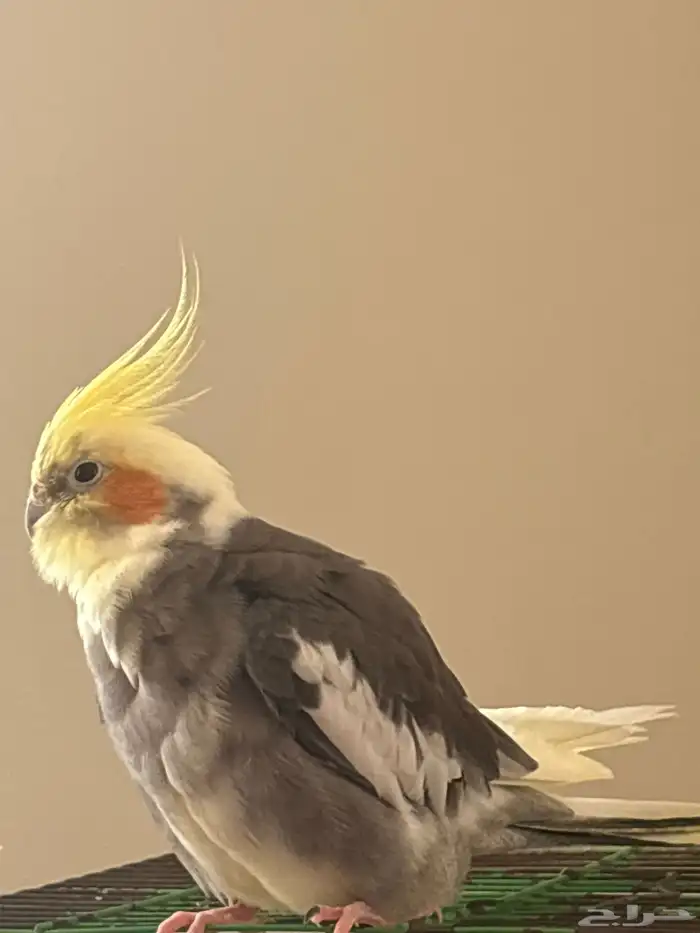طير كروان اليف 1