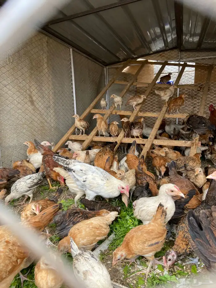 إعلان اليوم مكس متوفر حجل حبشي منتج وبط بكيني وبلدي ودجاج 1