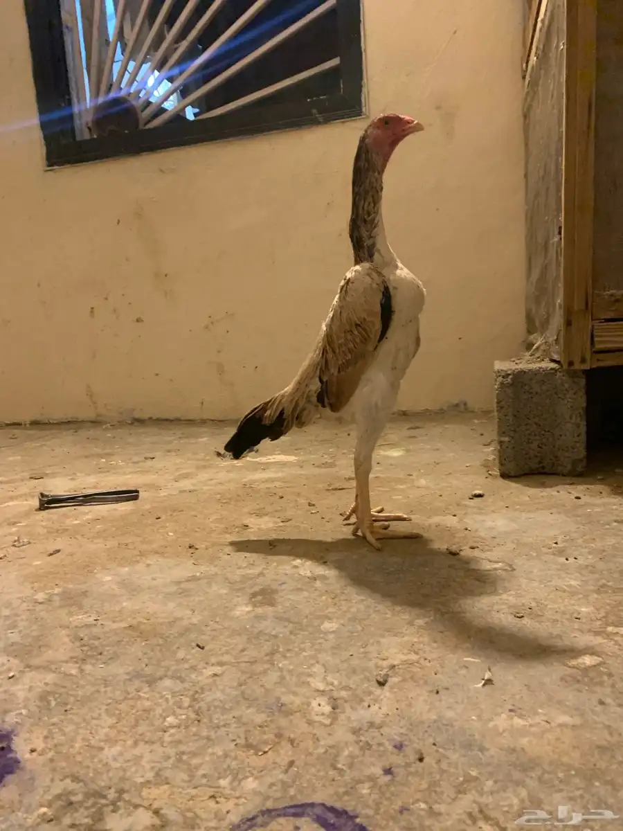 دجاجه شامو ياباني اوساكا 0