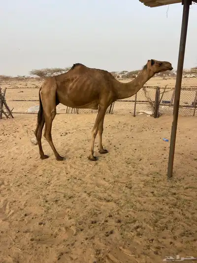 ناقه مبيوع ولده تم اللبيع 0