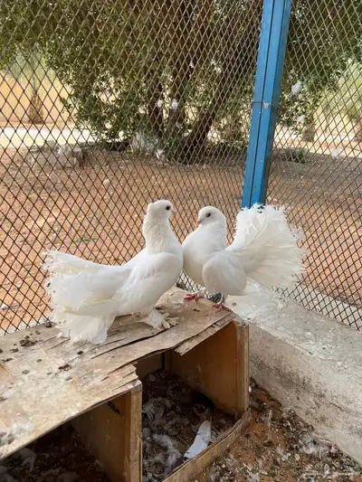 اجواز حمام جمله 3