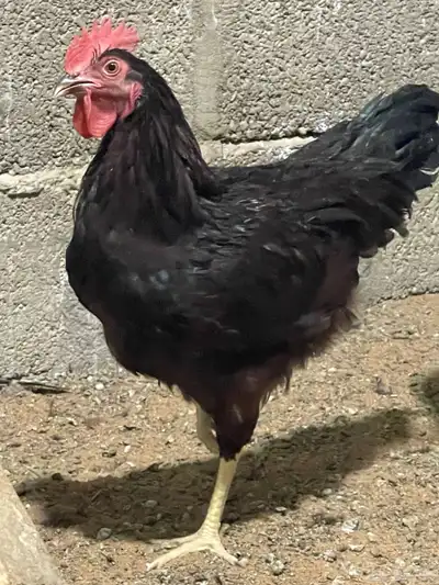دجاج هجين امريكي مع لوهمن 2