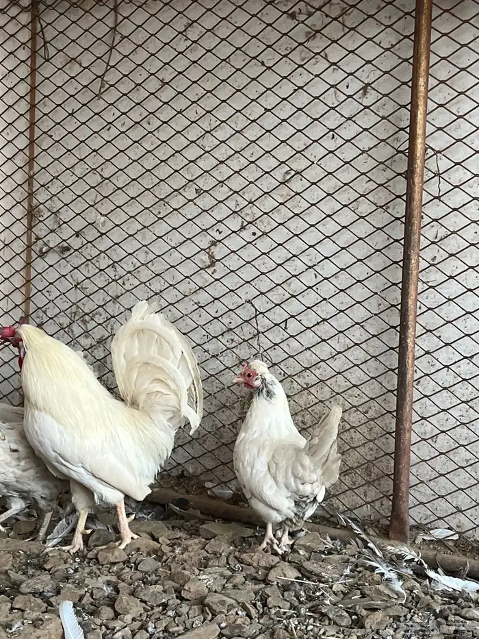 للبيع دجاج كويتي 2