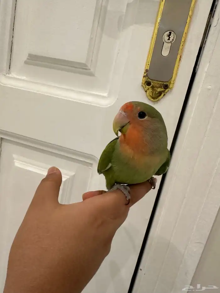 روز اليف هدد نشبه تمم البيع الله يبارك لراعيه 3