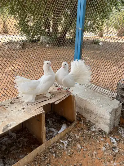 اجواز حمام جمله 4