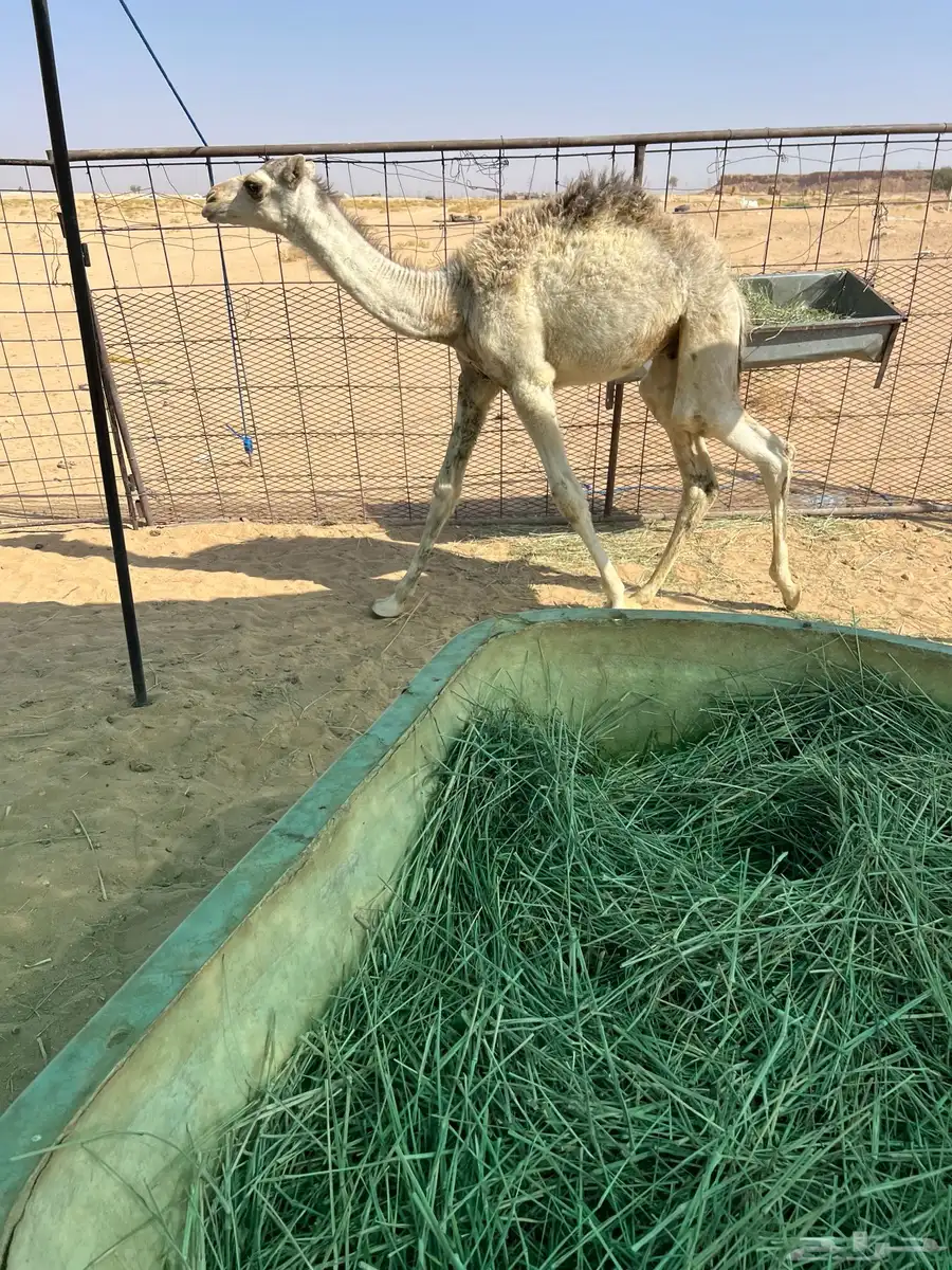 للبيع حشو تربية قعدان 2