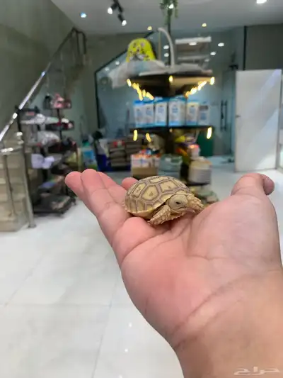 سلاحف 1