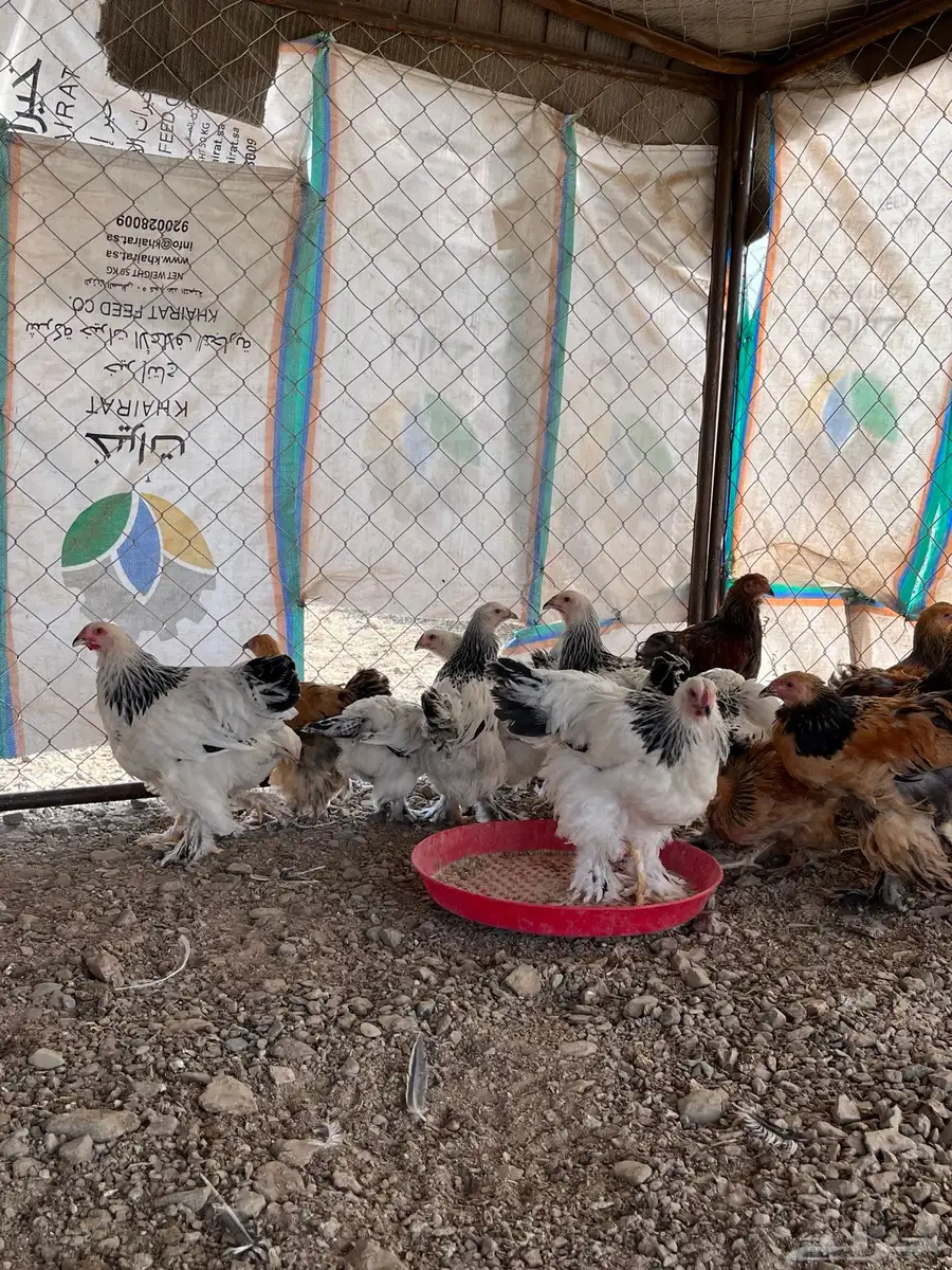 فروخ براهما انتاج خوارج TOP 2