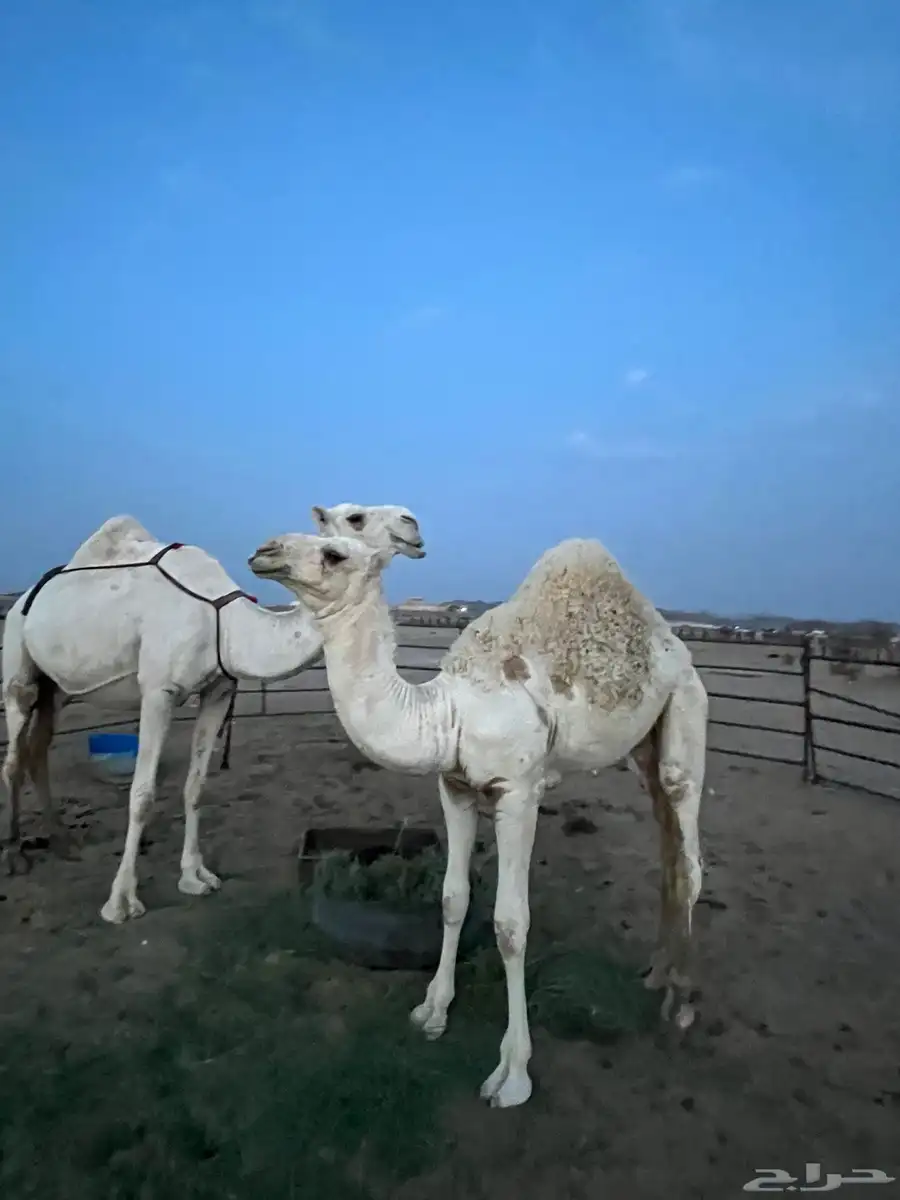 ناقه اعشراء تحتها قعود كفوو سنها ام ثالث 4
