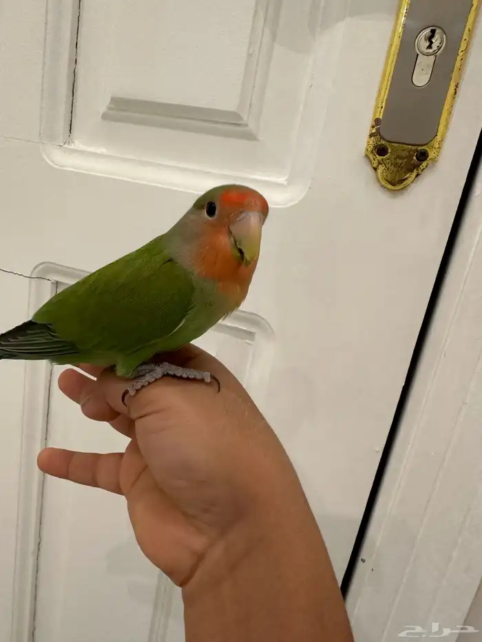 روز اليف هدد نشبه تمم البيع الله يبارك لراعيه 2