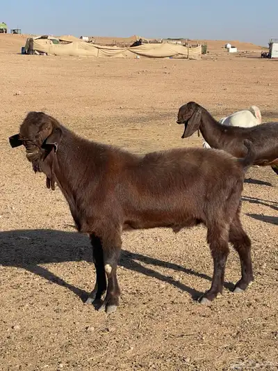 للبيع تيس شامي صنف جباره وشرط القريع 0