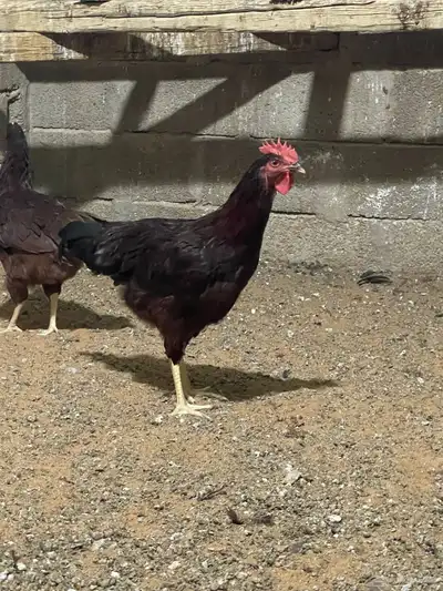 دجاج هجين امريكي مع لوهمن 4