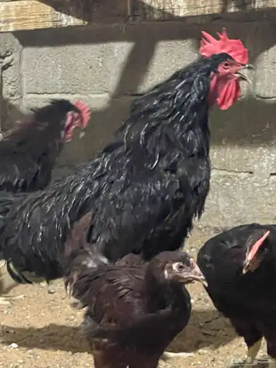 دجاج هجين امريكي مع لوهمن 1