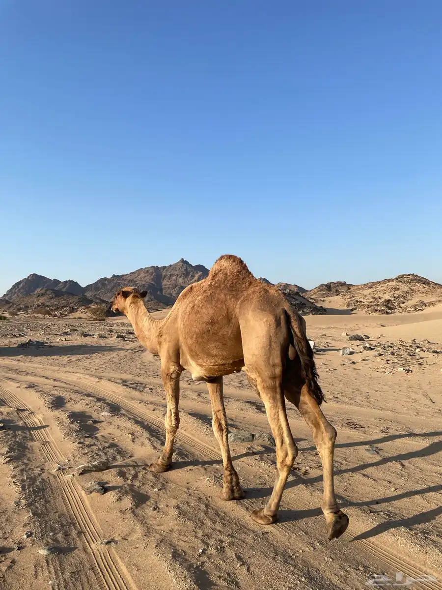 جمل احمر للبيع index