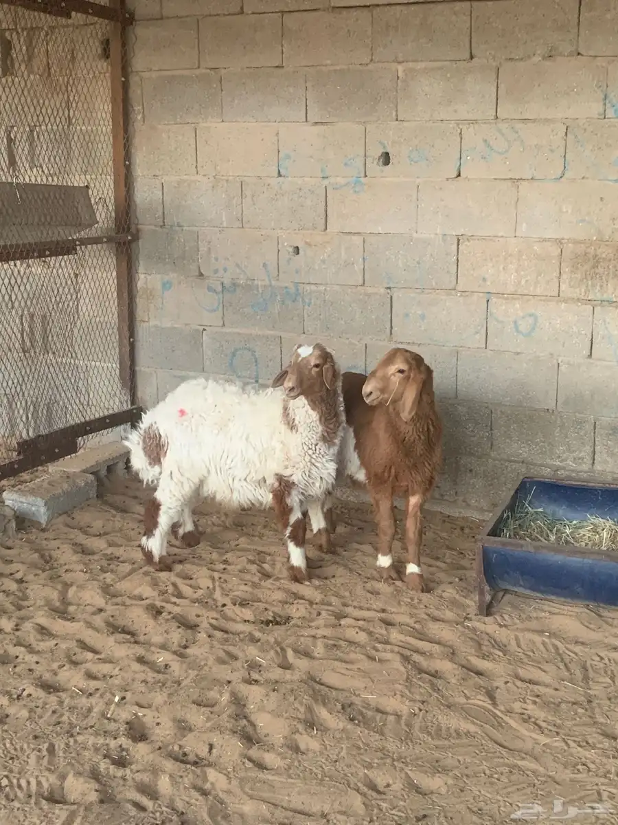 للبيع ذبائح خرفان هجين العدد 2 2