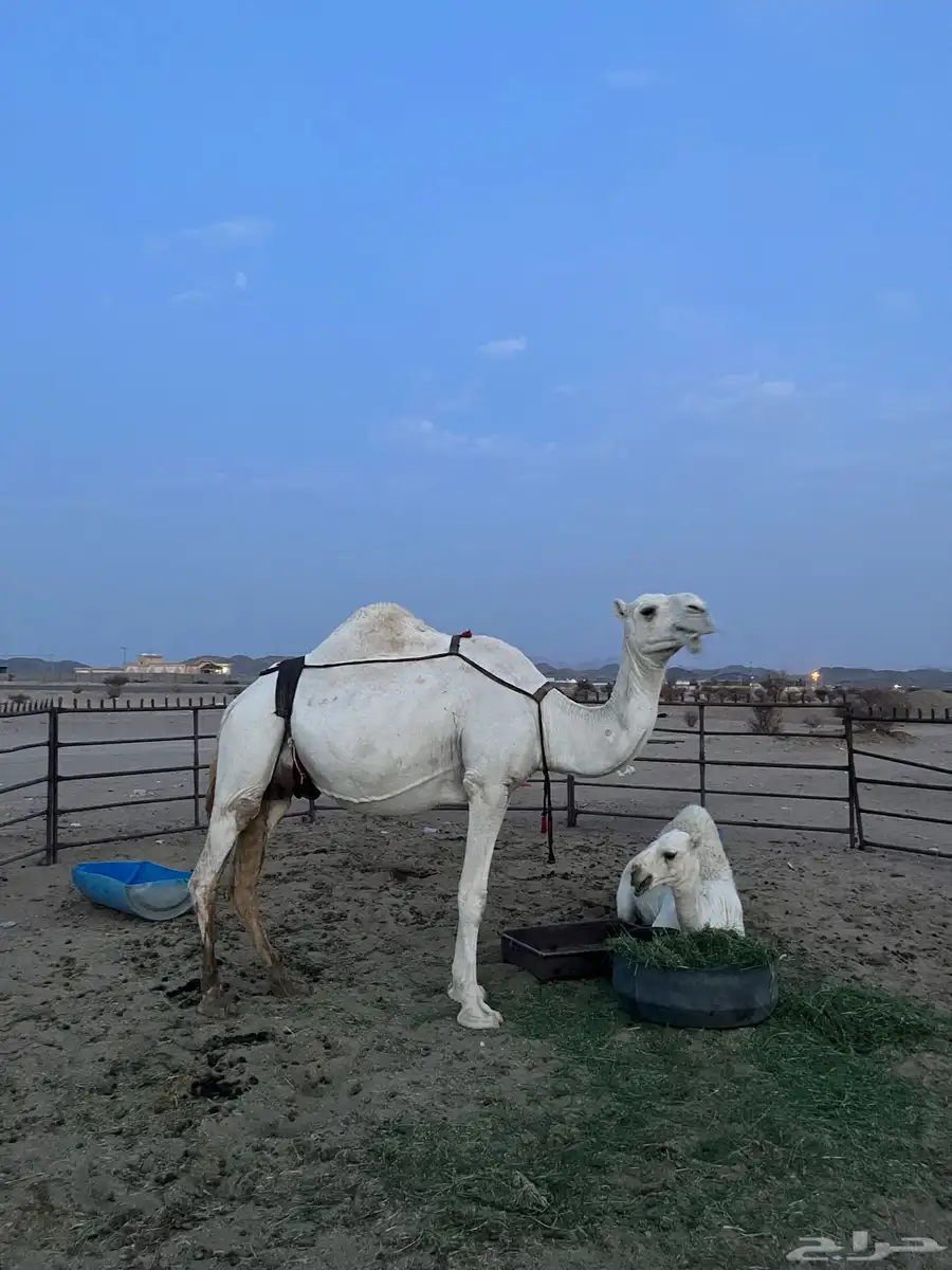 ناقه اعشراء تحتها قعود كفوو سنها ام ثالث 0