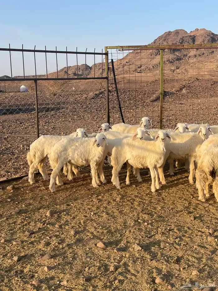 طليان ( تم البيع ) 9