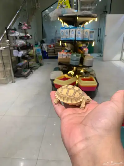 سلاحف 3