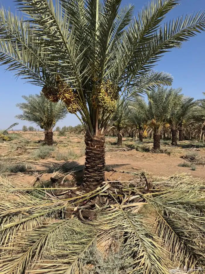 نخيل لبيع 5