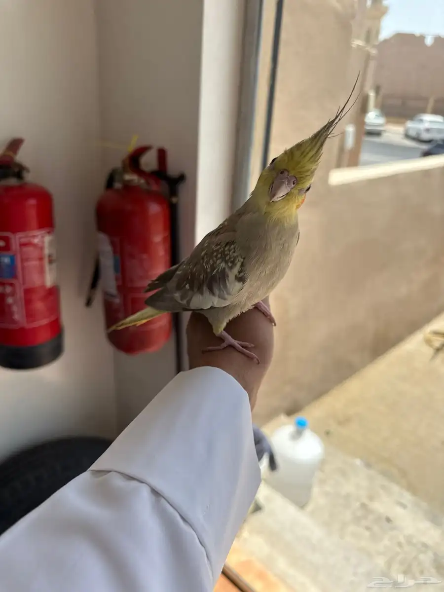 للبيع كوكتيل اليف جدا ذكر 0