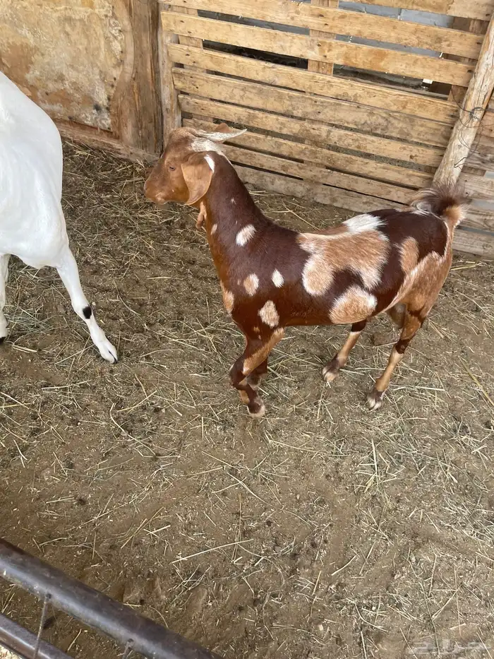 تيس ابهر فل شحم العمر 7اشهر مولد عندي 2