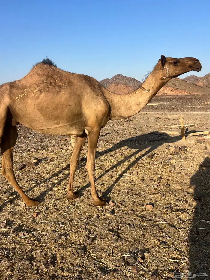 بكره ثنو تحتها بكره ب 10500 تم البيع 4