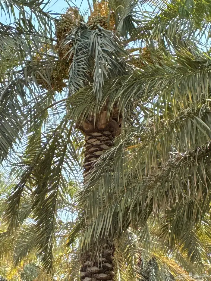 تمر مزرعه للبيع 4
