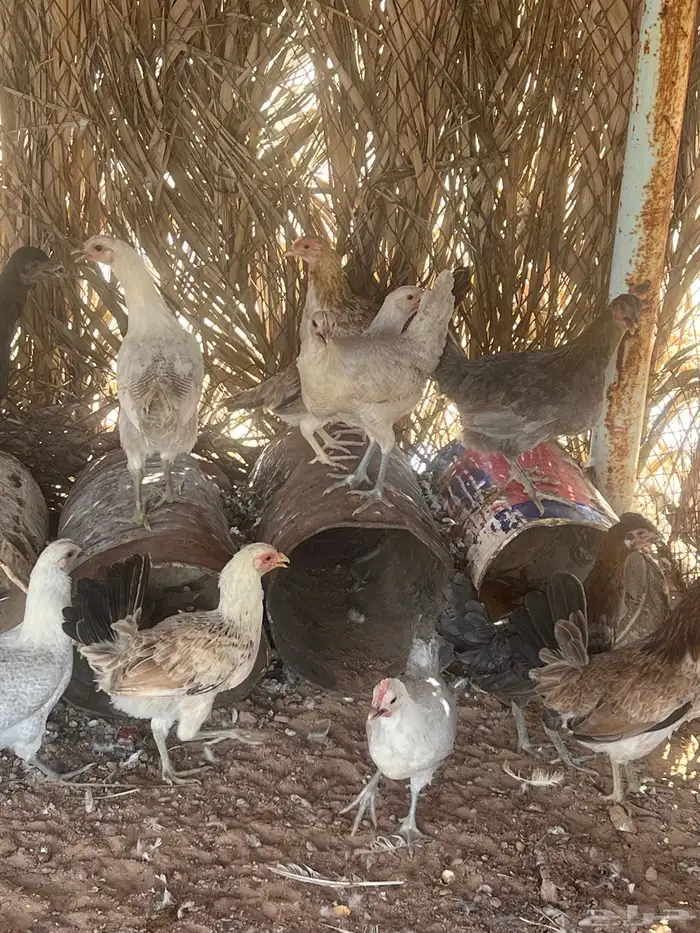 دجاج 5