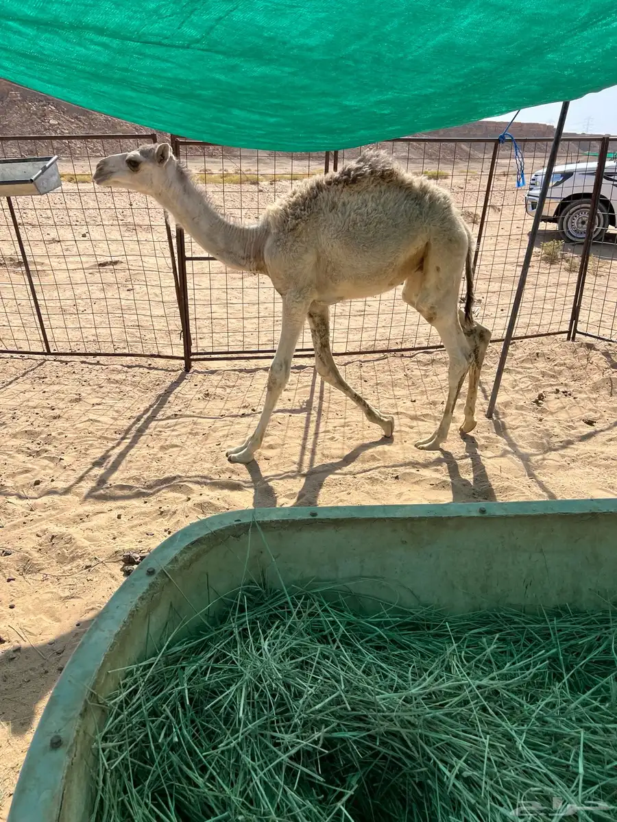 للبيع حشو تربية قعدان 0