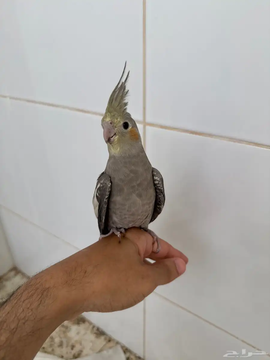 زوج كروان للبيع مع عياله 2