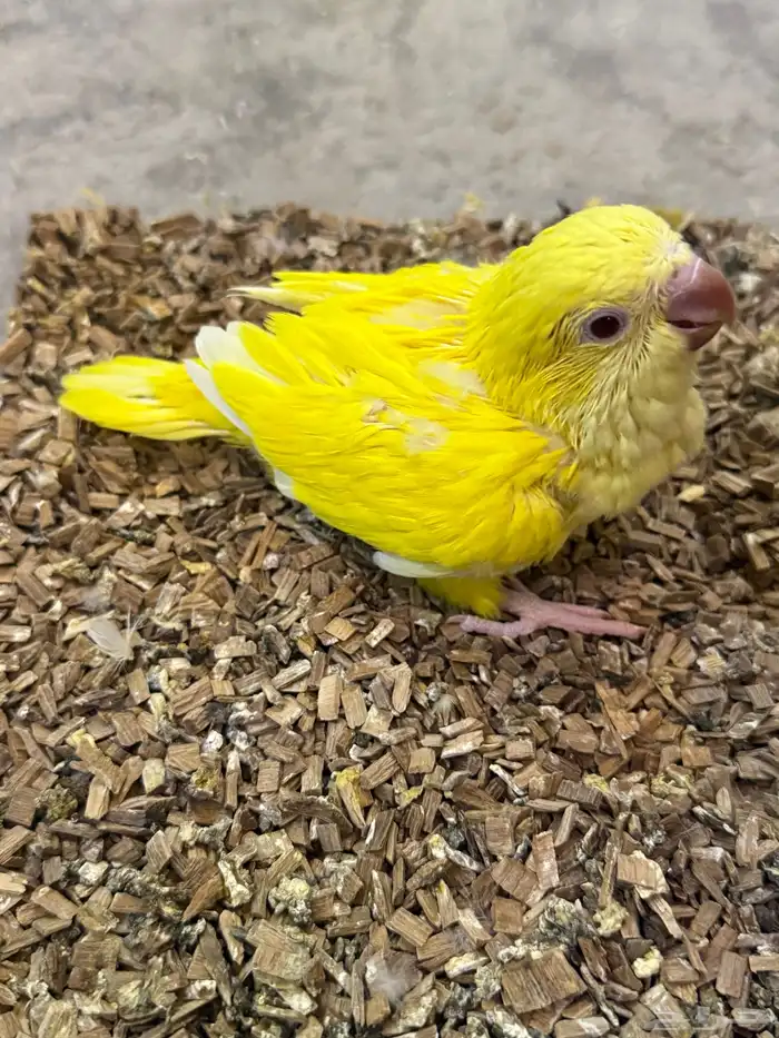 فرخ ببغاء كويكر لاتينو غر (( تم البيع )) 1