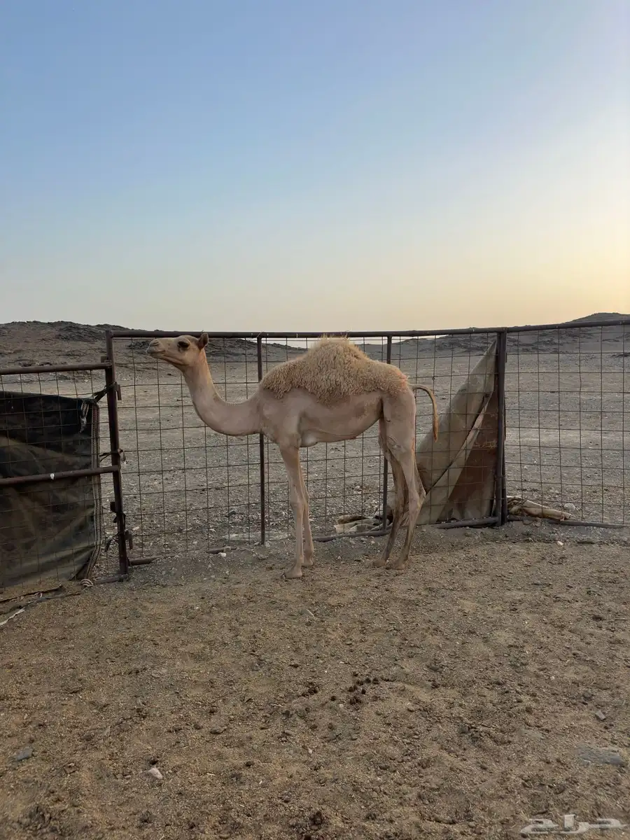 بكره للبيع 0