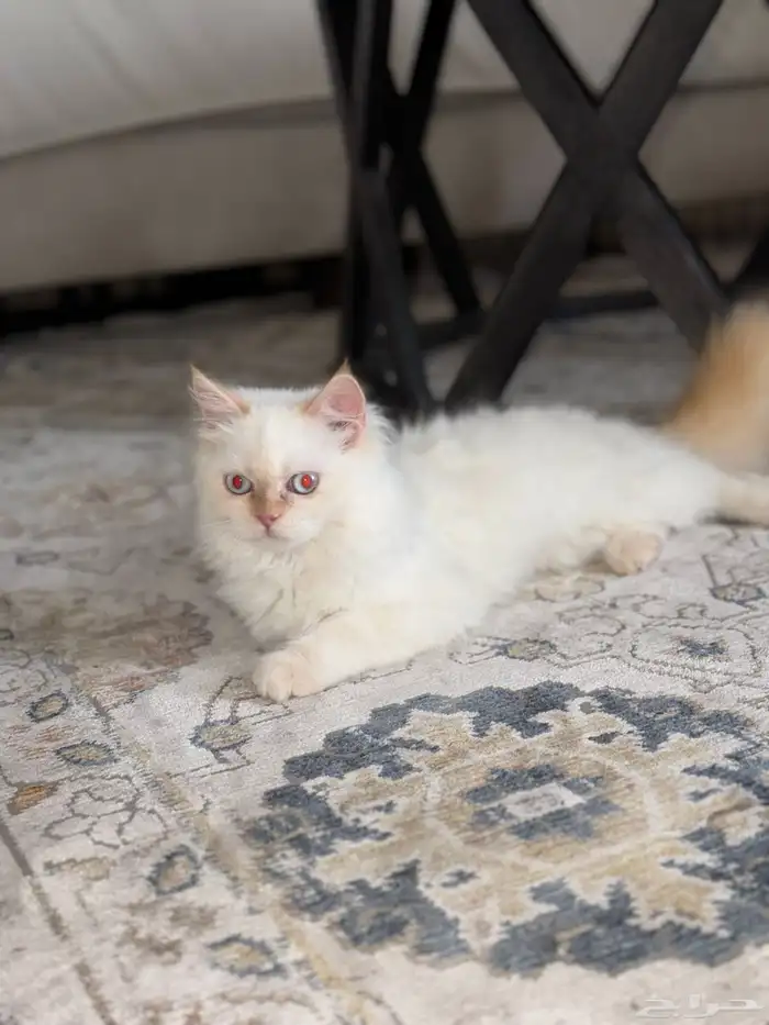 قط بس قطوه بسة للتبني 1