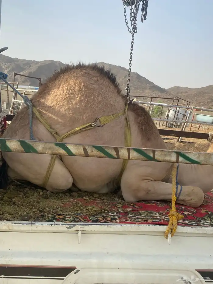 قعدان كفووو 1