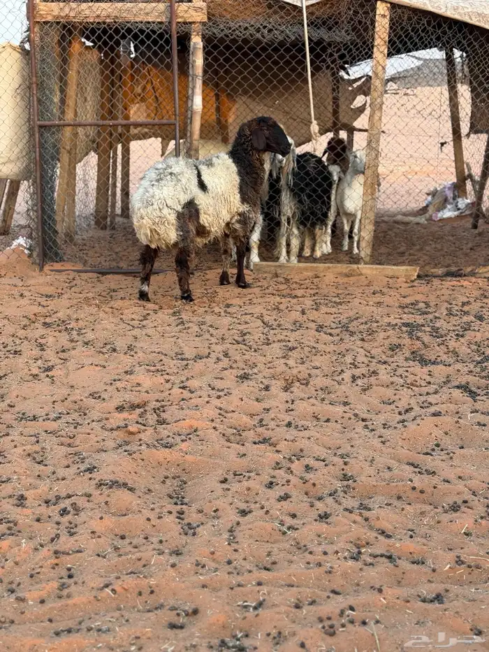نعيميه طيبه مقنوي 1