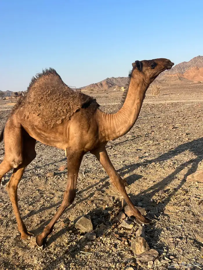 بكره ثنو تحتها بكره ب 10500 تم البيع 0