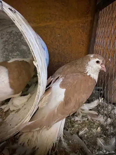 حمام جوز للبيع وسمان جوز للبيع 2