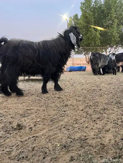 تيس فحل عارضي 1