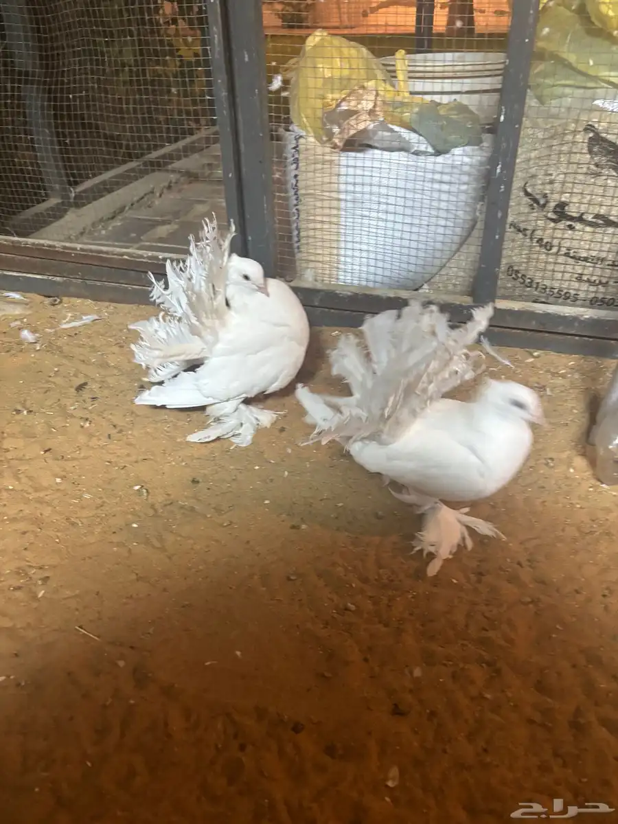 البيع حمام رقصي جوزين فرد 0