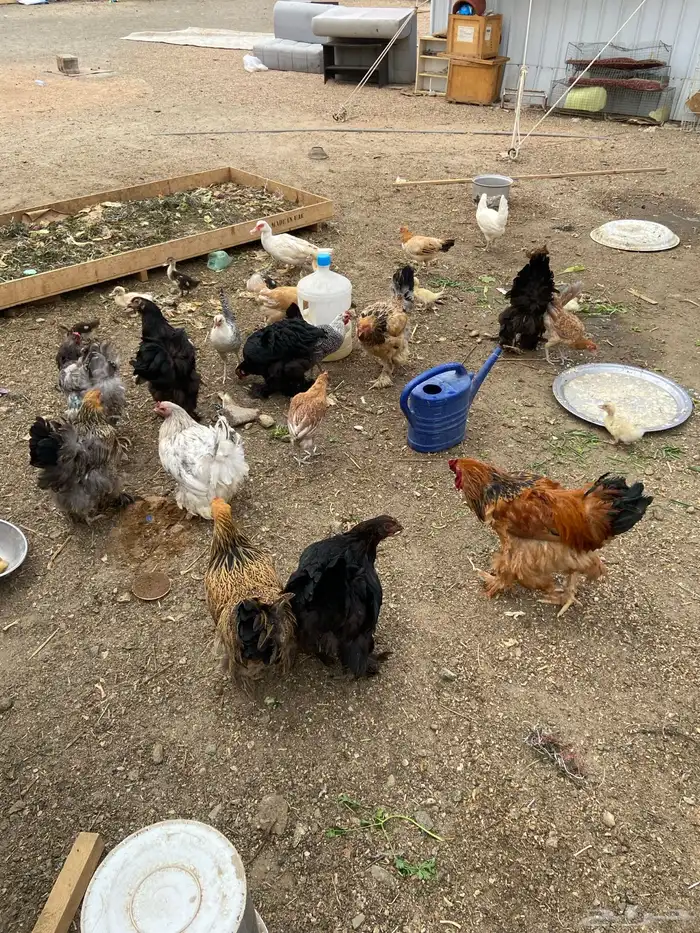 إعلان اليوم مكس متوفر حجل حبشي منتج وبط بكيني وبلدي ودجاج 3