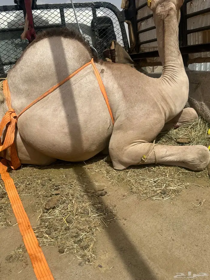 قعدان كفووو 0