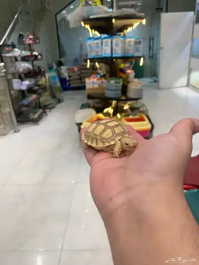 سلاحف 2