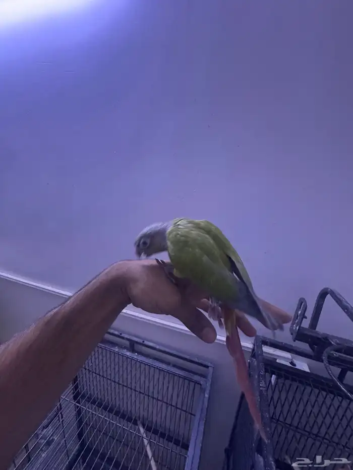 فرخ كنيور هدد. (تم البيع) 2