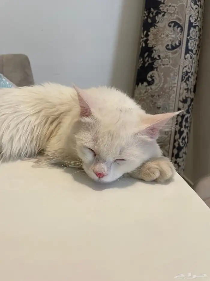 قطوه ل التبني 1