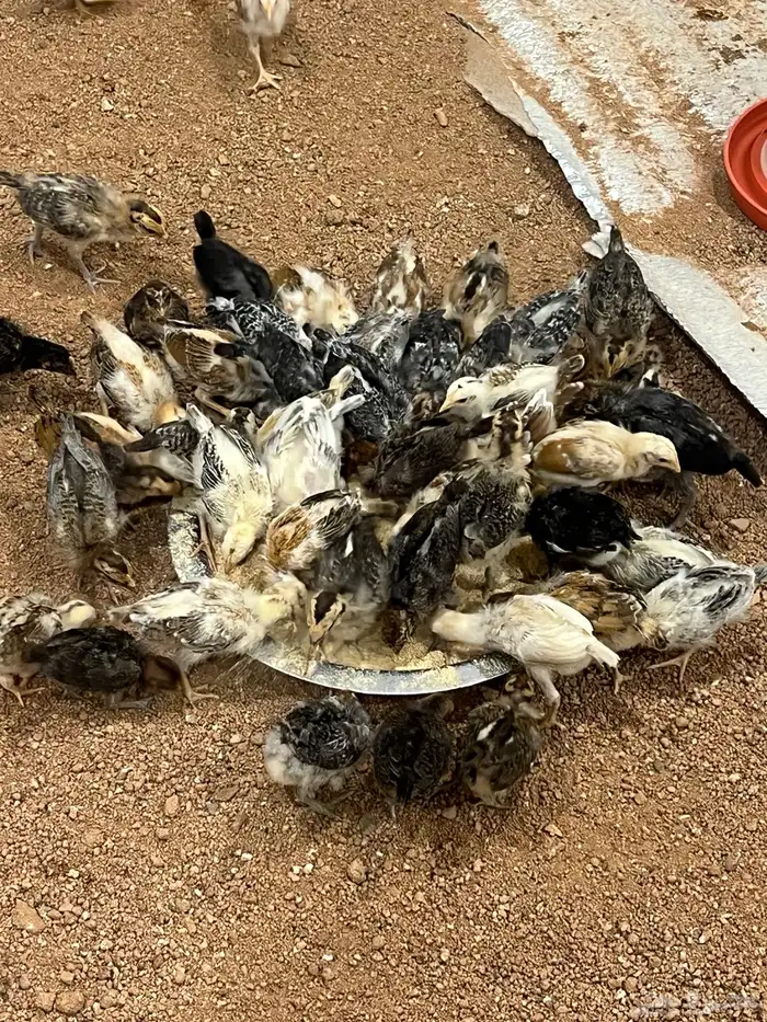 صوص دجاج بلدي 3