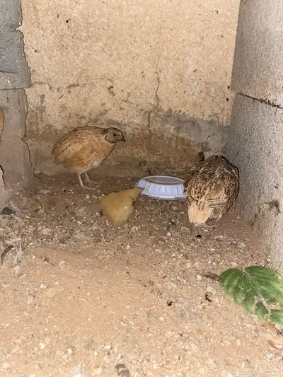 حمام جوز للبيع وسمان جوز للبيع 0