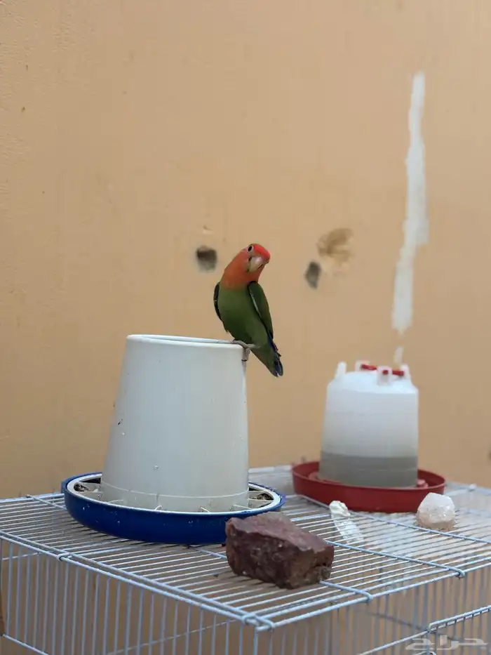 روز منتج بفروخة 3