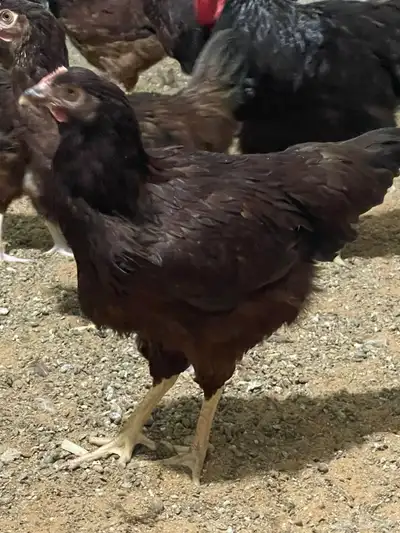 دجاج هجين امريكي مع لوهمن 5